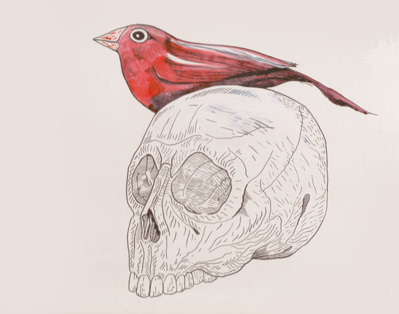 Skull-&-Bird-800